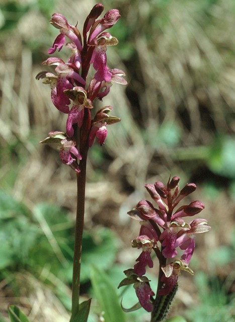 Orchis spitzelii