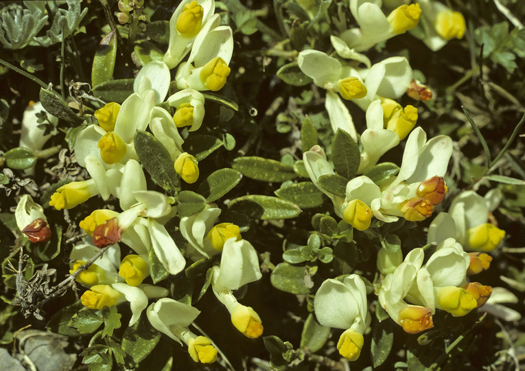 Polygala chamaebuxus