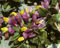 Polygala chamaebuxus ssp. grandiflora