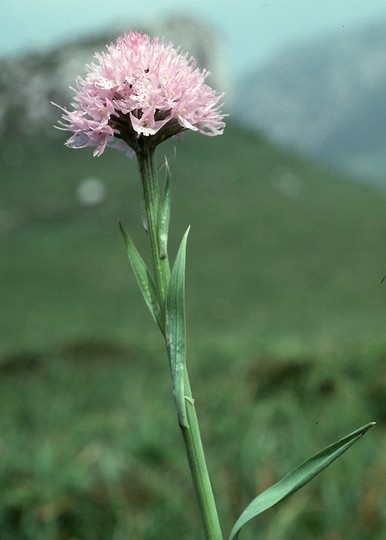 Traunsteinera globosa