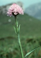 Traunsteinera globosa