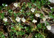 Pinguicula alpina