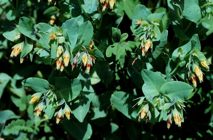 Cerinthe glabra