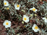 Helianthemum apenninum