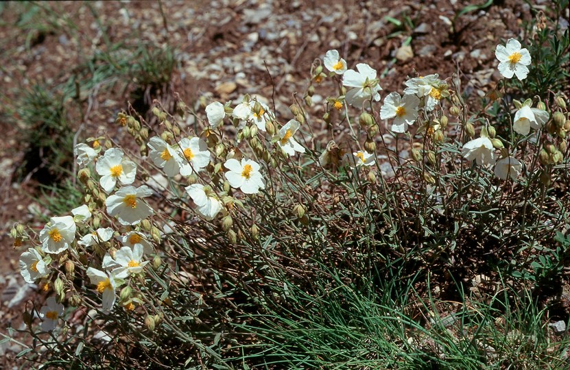 Helianthemum apenninum