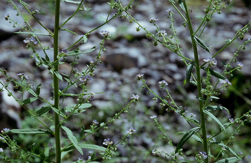 Lappula squarrosa