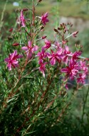 Epilobium dodonaei