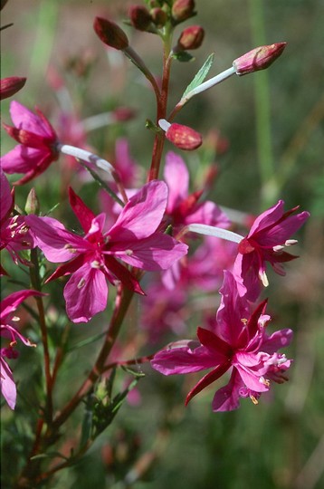 Epilobium dodonaei