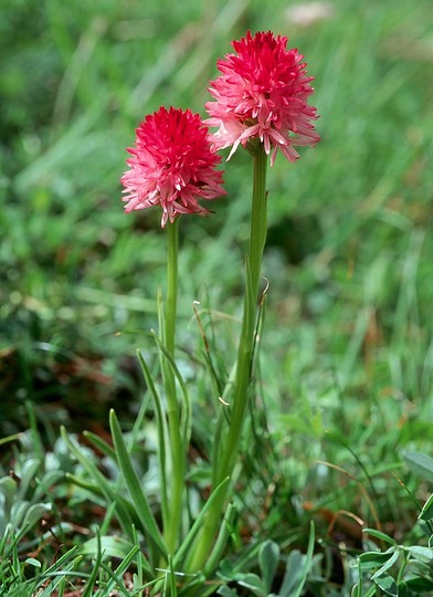 Nigritella nigra ssp.rubra