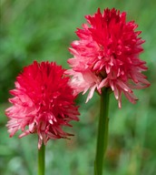 Nigritella nigra ssp.rubra