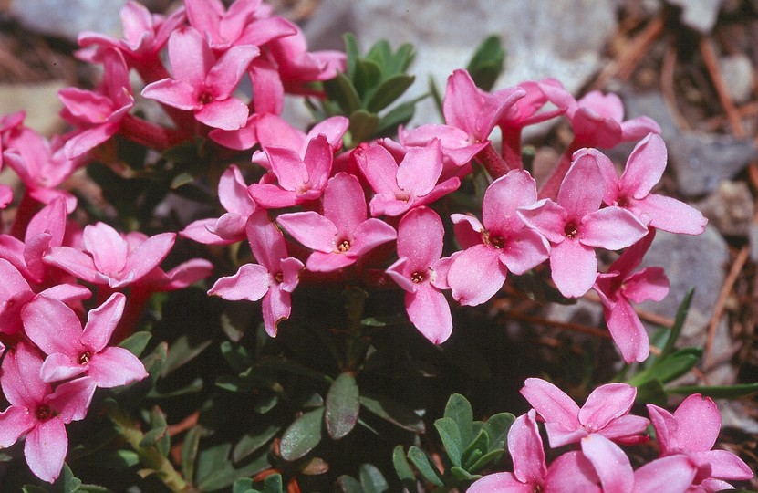 Daphne cneorum