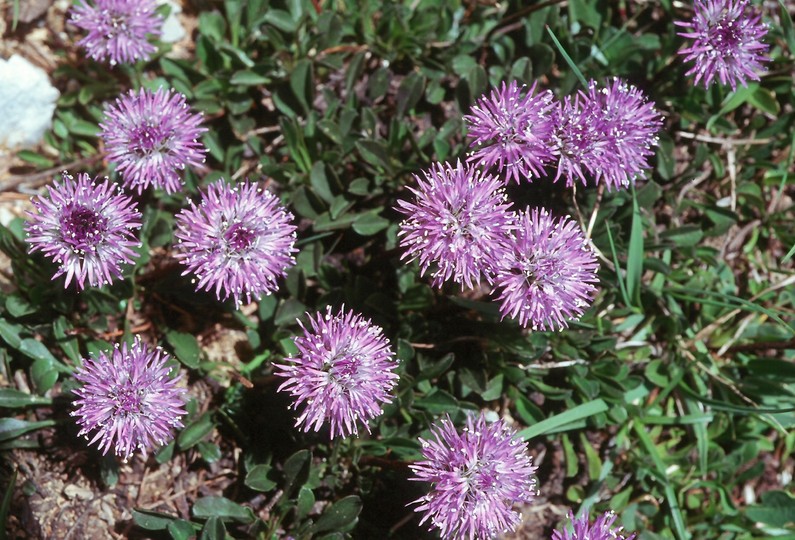 Globularia cordifolia