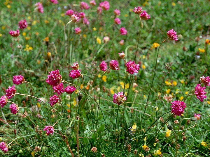 Armeria alpina