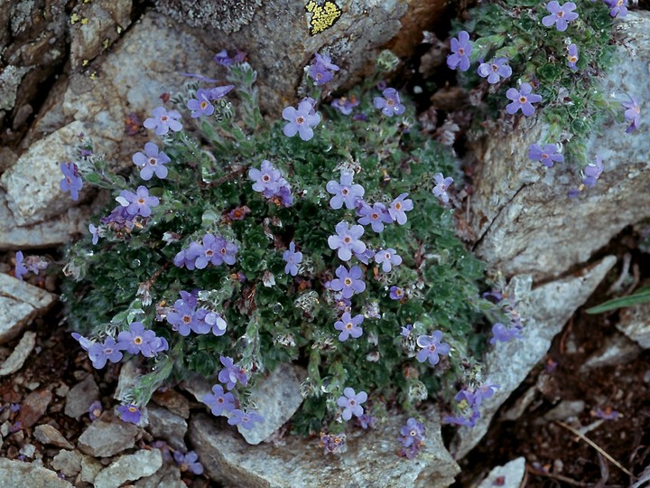 Eritrichium nanum