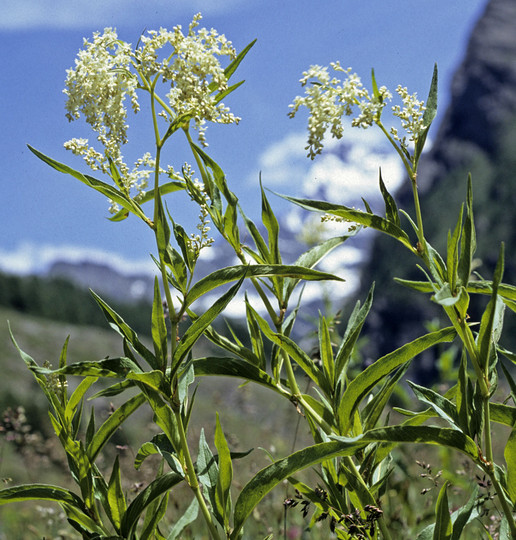 Polygonum alpinum