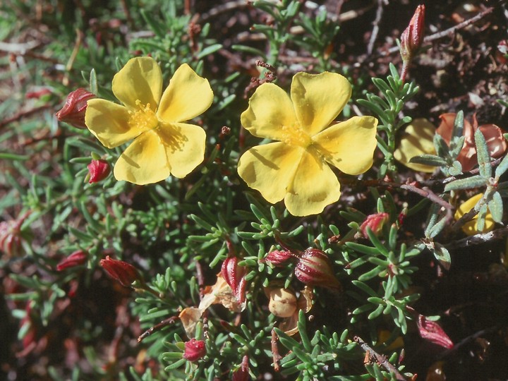 Fumana ericoides