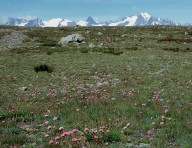 Armeria alpina