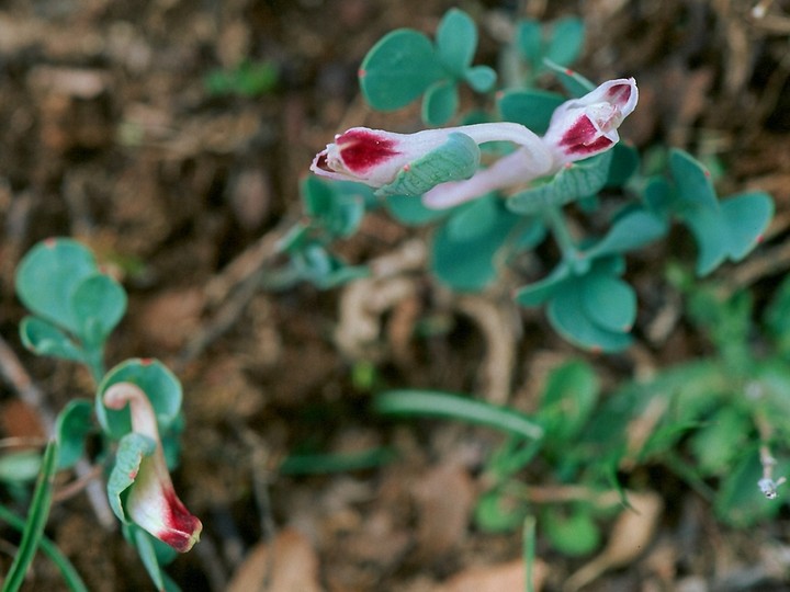 Corydalis uniflora