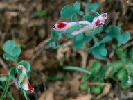 Corydalis uniflora