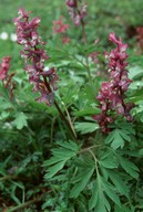 Corydalis cava