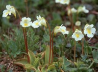 Pinguicula alpina