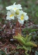 Pinguicula alpina