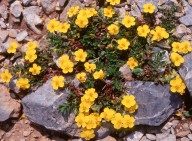 Helianthemum alpestris