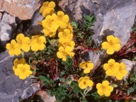 Helianthemum alpestris