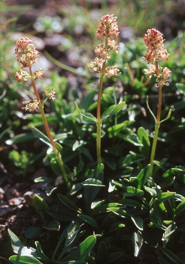 Valeriana celtica