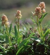 Valeriana celtica