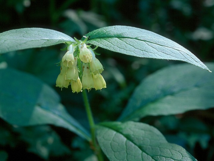 Symphytum tuberosum