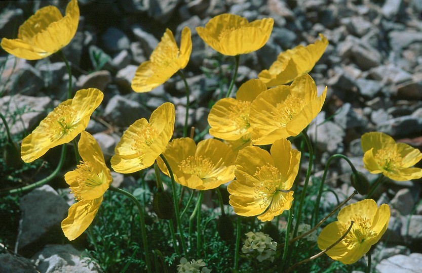 Papaver kerneri