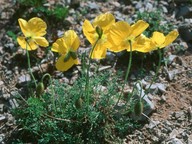 Papaver kerneri