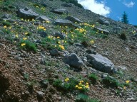 Papaver kerneri