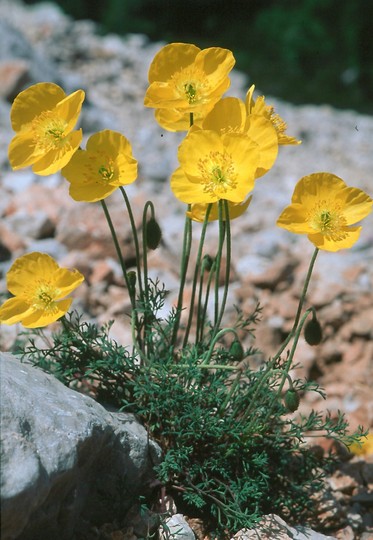 Papaver kerneri