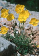 Papaver kerneri