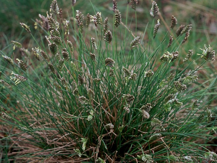 Oreochloa distica