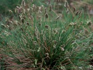 Oreochloa distica