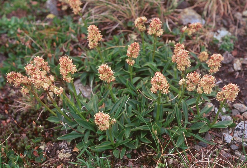 Valeriana celtica