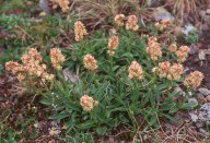 Valeriana celtica