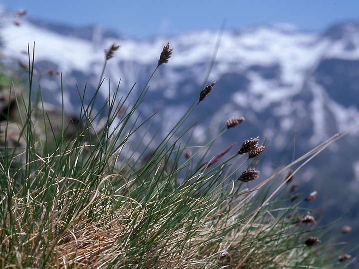 Oreochloa distica