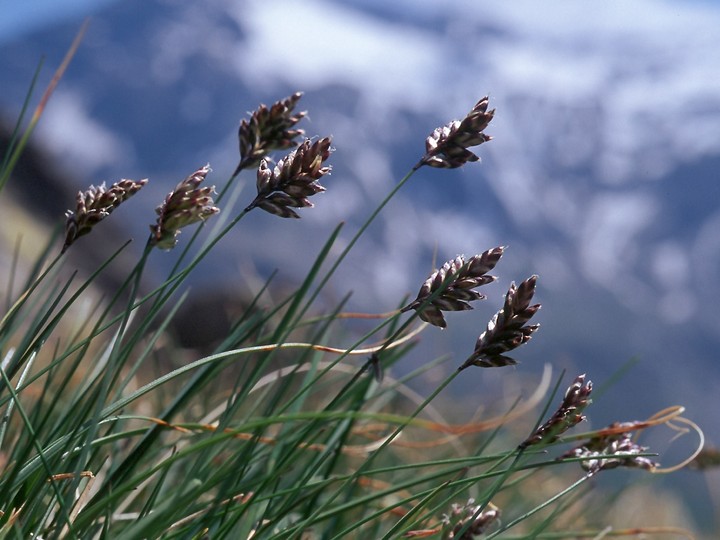 Oreochloa distica