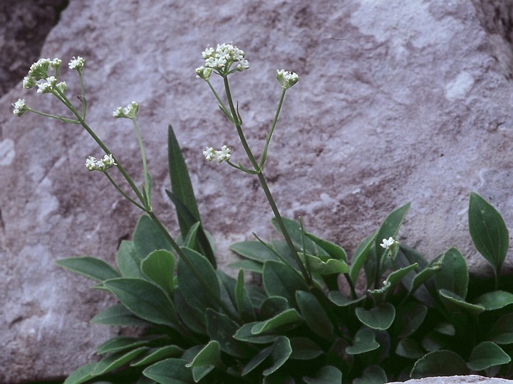 Valeriana saxatilis