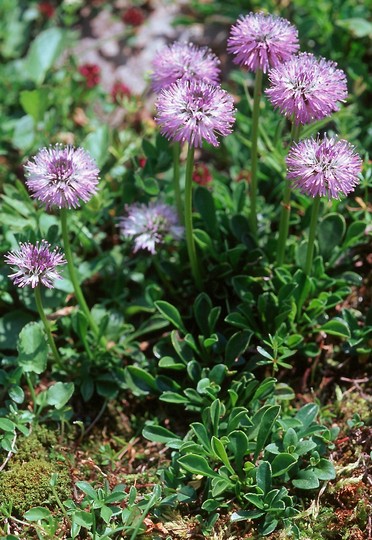 Globularia nudicaulis