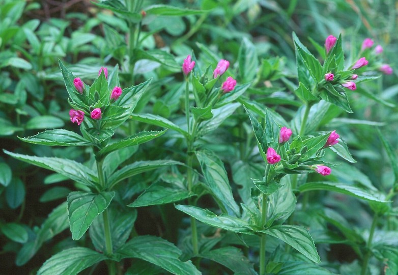 Epilobium alpestre