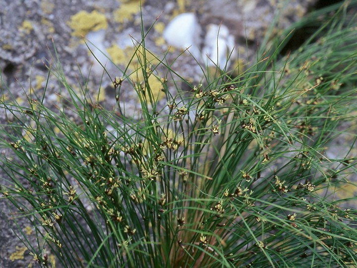 Juncus trifidus