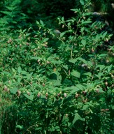 Atropa belladona