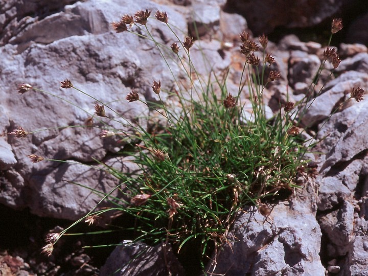 Sesleria sphaerocephala