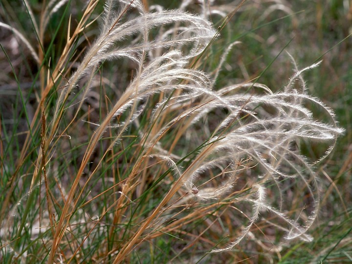 Stipa pennata