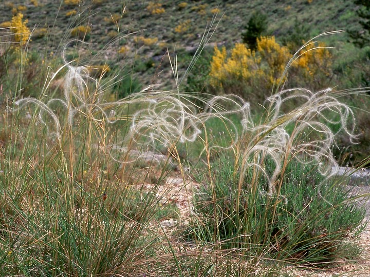 Stipa pennata